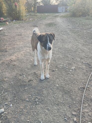 Çoban itidir əsil təsərrüfat itidir. Bir yaşı hele olmayıb lalafo.az -da Çoban itidir əsil təsərrüfat itidir. Bir yaşı hele olmayıb