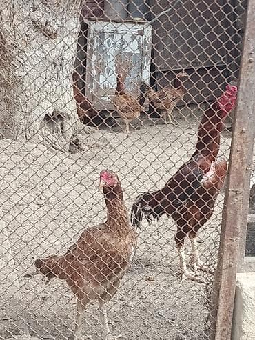 Toyuq, Damazlıq lalafo.az -da Toyuq, Damazlıq