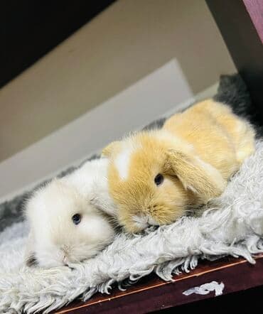 Salam🖐🏻. 🎁 Ad günlerinde bayram ve xüsusi günlerde Hediyye seçiminde lalafo.az -da Salam🖐🏻. 🎁 Ad günlerinde bayram ve xüsusi günlerde Hediyye seçiminde