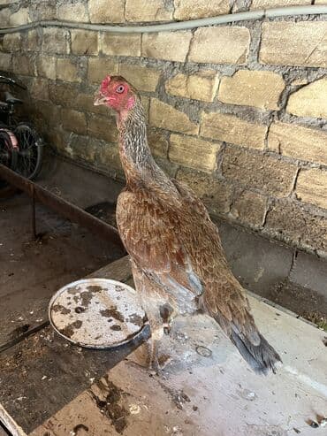 Satılır 1 yaşı var 1 inci ilinə 35 yumurta verdi ünvan gəncə real lalafo.az -da Satılır 1 yaşı var 1 inci ilinə 35 yumurta verdi ünvan gəncə real