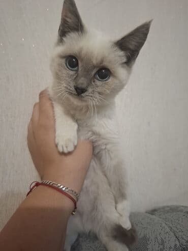 Yaxşı əllərə lalafo.az -da Yaxşı əllərə