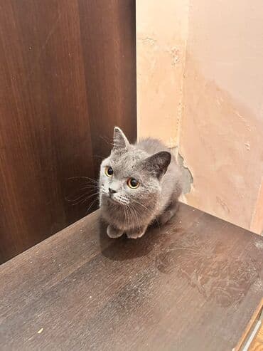 Cins şotland ev pişiyidir dişi satilir tecili lalafo.az -da Cins şotland ev pişiyidir dişi satilir tecili