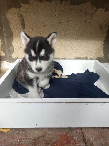 Xaski, 2 ay, Erkek lalafo.az -da Xaski, 2 ay, Erkek