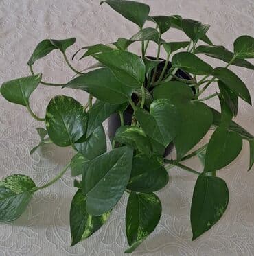 Флаги: Эпипремнум Золотистый. В горшке 5 отростков at lalafo.az — 1 Флаги: Эпипремнум Золотистый. В горшке 5 отростков — 1
