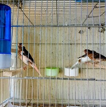 Kafesdə kiçik dekorativ quşlar dəsti - 3 ədəd xırda ölçülü quş lalafo.az -da Kafesdə kiçik dekorativ quşlar dəsti - 3 ədəd xırda ölçülü quş