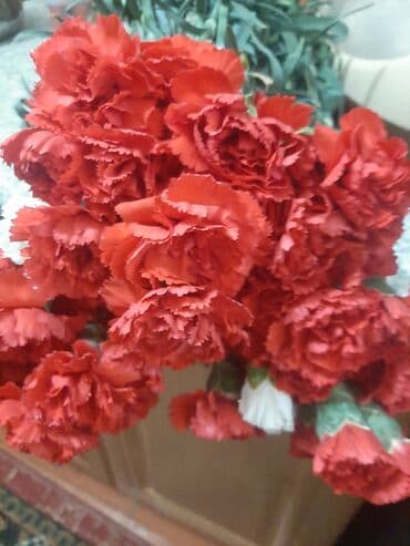 Букетные цветы: Qərənfil gülünün topdan və pərakəndə satışı mövcuddur öz isti at lalafo.az — 6 Букетные цветы: Qərənfil gülünün topdan və pərakəndə satışı mövcuddur öz isti — 6