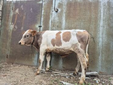 Təmiz cins danadı erkəydi əsil damazlıq maldı lalafo.az -da Təmiz cins danadı erkəydi əsil damazlıq maldı