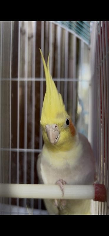 Nimfa (Cockatiel)-Dişi korella quşu 1 yaşı var yeni almışıq bizdəki lalafo.az -da Nimfa (Cockatiel)-Dişi korella quşu 1 yaşı var yeni almışıq bizdəki