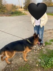 Alman çoban iti, 1 il, Erkek, Peyvəndli lalafo.az -da Alman çoban iti, 1 il, Erkek, Peyvəndli