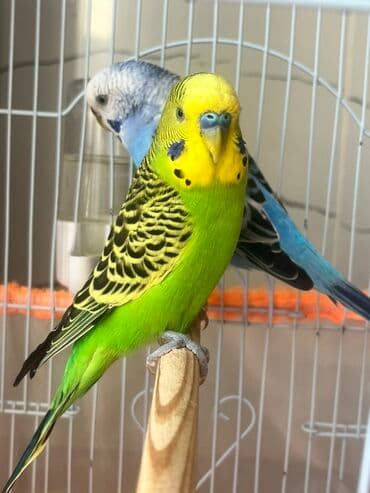 Salam iki dene bir erkek ve bir dişi cût tutu quşular hazır cütdüller lalafo.az -da Salam iki dene bir erkek ve bir dişi cût tutu quşular hazır cütdüller