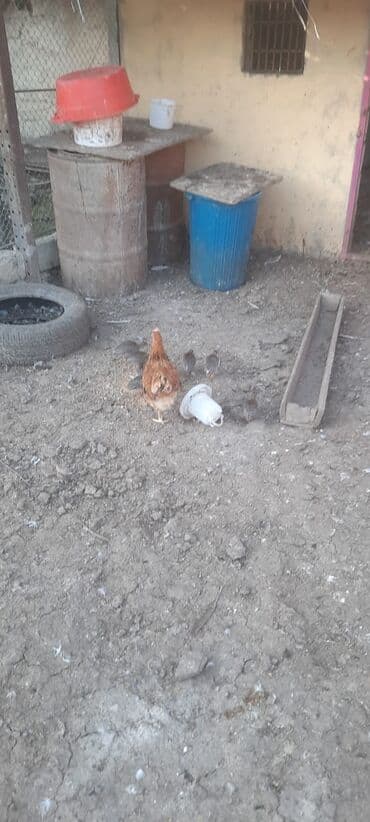 Toyuq cücələri, Damazlıq lalafo.az -da Toyuq cücələri, Damazlıq