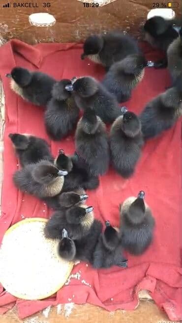 Məhsul: Qara rəngli ördək balaları (hindistan ördəyi tipli, boz-qara lalafo.az -da Məhsul: Qara rəngli ördək balaları (hindistan ördəyi tipli, boz-qara