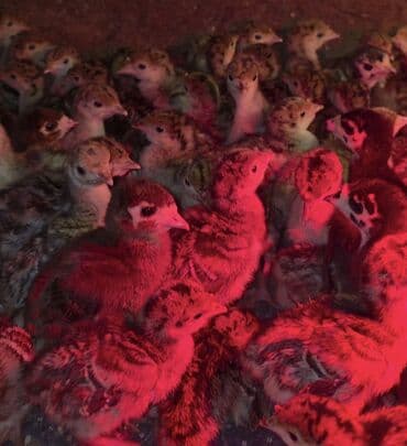 Məhsul: Hind toyuğu (papaq) balaları və böyüdülmüş quşlar Təsvir: - lalafo.az -da Məhsul: Hind toyuğu (papaq) balaları və böyüdülmüş quşlar Təsvir: -