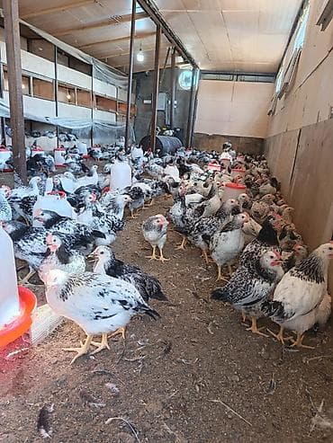 Toyuq, Damazlıq lalafo.az -da Toyuq, Damazlıq