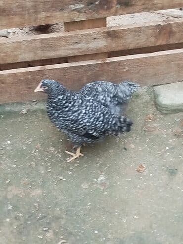 Toyuq, Australorp, Ətlik, Ünvandan götürmə lalafo.az -da Toyuq, Australorp, Ətlik, Ünvandan götürmə