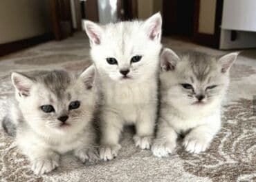 Britan, Yaxşı əllərə lalafo.az -da Britan, Yaxşı əllərə