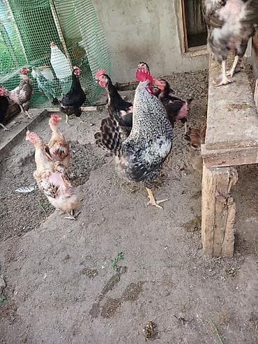 10 aylq xarkov tam sağlam vp:051 439 91 43 zəng :050 678 90 93 at lalafo.az 10 aylq xarkov tam sağlam vp:051 439 91 43 zəng :050 678 90 93