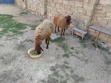 Dişi, Qala, il: 2, 80 kq, Damazlıq, Ünvandan götürmə lalafo.az -da Dişi, Qala, il: 2, 80 kq, Damazlıq, Ünvandan götürmə