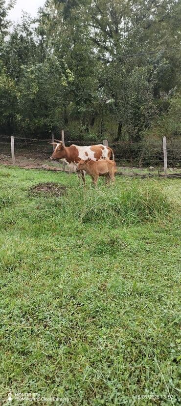 Satılır: təsərrüfatlıq iri buynuzlu heyvanlar paketi - İnək buzovla lalafo.az -da Satılır: təsərrüfatlıq iri buynuzlu heyvanlar paketi - İnək buzovla