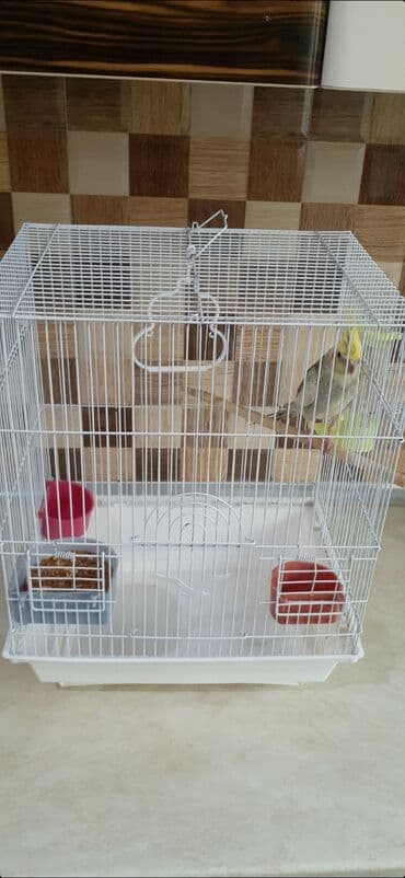 Korella tutuquşusu və qəfəs komplekt birlikde satilir. Erkek baladi lalafo.az -da Korella tutuquşusu və qəfəs komplekt birlikde satilir. Erkek baladi