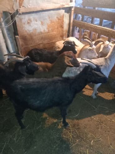 Məhsul: Qoyun-keçi təsərrüfatı üçün damazlıq/ətlik keçilər qrupu lalafo.az -da Məhsul: Qoyun-keçi təsərrüfatı üçün damazlıq/ətlik keçilər qrupu