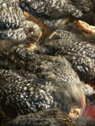 Toyuq cücələri, Ətlik lalafo.az -da Toyuq cücələri, Ətlik