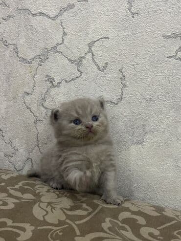 Şotland, Erkək, Dişi, Yaxşı əllərə, Ünvandan götürmə lalafo.az -da Şotland, Erkək, Dişi, Yaxşı əllərə, Ünvandan götürmə