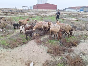 10 balaı qoyundu yaşlı heyvanlardı kom satılır ünvan ısdasya sumqayıt lalafo.az -da 10 balaı qoyundu yaşlı heyvanlardı kom satılır ünvan ısdasya sumqayıt