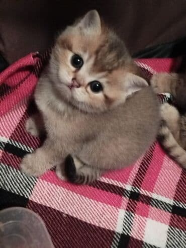 Şinşilla, Erkək lalafo.az -da Şinşilla, Erkək