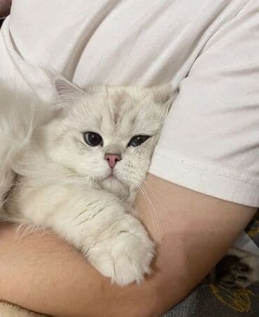 Şinşilla, Erkək, Cütləşmə üçün, Ünvandan götürmə lalafo.az -da Şinşilla, Erkək, Cütləşmə üçün, Ünvandan götürmə