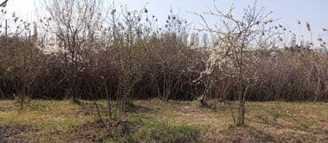 Информатика: 8 соток, Для бизнеса, Возможен обмен, Купчая at lalafo.az — 2 Информатика: 8 соток, Для бизнеса, Возможен обмен, Купчая — 2