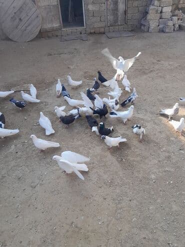 Məhsul: Ev göyərçinləri (bir neçə rəng və növdə) salam 40 ədəd lalafo.az -da Məhsul: Ev göyərçinləri (bir neçə rəng və növdə) salam 40 ədəd