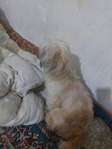 Shi-tsu, 1 il, Dişi, Peyvəndli, Ödənişli çatdırılma lalafo.az -da Shi-tsu, 1 il, Dişi, Peyvəndli, Ödənişli çatdırılma