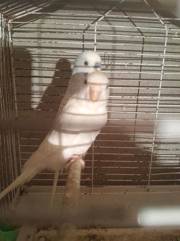 Cut papuqay 2 defe bala almiwam lalafo.az -da Cut papuqay 2 defe bala almiwam