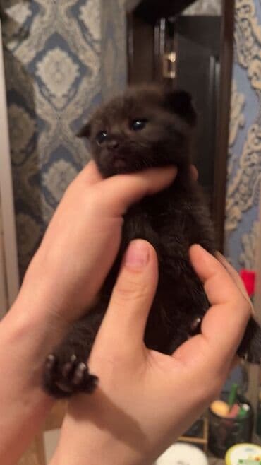 Şotland yastı qulaq lalafo.az -da — 1 Şotland yastı qulaq — 1