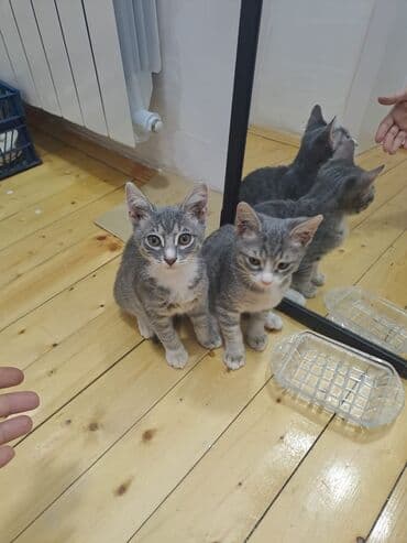 Yaxşı əllərə lalafo.az -da Yaxşı əllərə