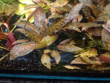 Akvaryum bitkisi – Cryptocoryne (tigr naxışlı növ) - Dekorativ lalafo.az -da Akvaryum bitkisi – Cryptocoryne (tigr naxışlı növ) - Dekorativ