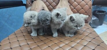 Şotland, Erkək, Dişi, Yaxşı əllərə, Ödənişli çatdırılma lalafo.az -da Şotland, Erkək, Dişi, Yaxşı əllərə, Ödənişli çatdırılma