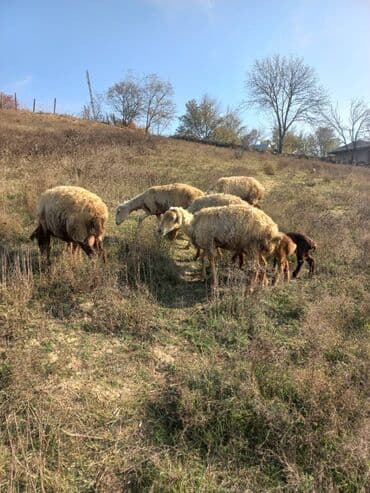 5 Baş balali qoyun satlir tecili .unvan Şamaxi rayonu lalafo.az -da 5 Baş balali qoyun satlir tecili .unvan Şamaxi rayonu