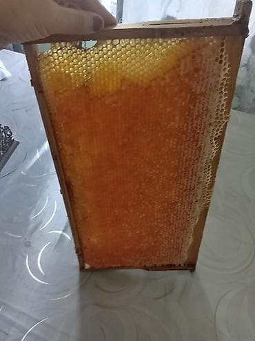 İsmayil balı Qaratikan lalafo.az -da İsmayil balı Qaratikan