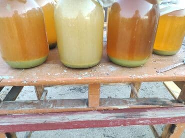 DiqqətAlma sirkəsi, Ag, və qırmızı tut sirkəsi. və abqora Davleninin lalafo.az -da DiqqətAlma sirkəsi, Ag, və qırmızı tut sirkəsi. və abqora Davleninin