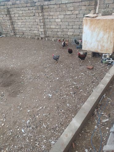 Toyuq, Damazlıq lalafo.az -da Toyuq, Damazlıq