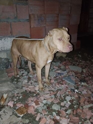 Pitbul, 1 il, Dişi, Peyvəndli, Ünvandan götürmə lalafo.az -da Pitbul, 1 il, Dişi, Peyvəndli, Ünvandan götürmə