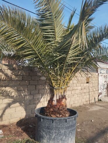 Бусы: Bağ və landşaft üçün qapalı qablarda əkilmiş dekorativ bitkilər - at lalafo.az — 7 Бусы: Bağ və landşaft üçün qapalı qablarda əkilmiş dekorativ bitkilər - — 7