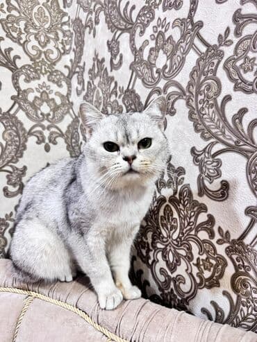 Britan lalafo.az -da Britan