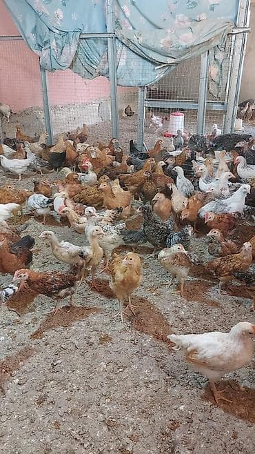 2 aylıq superaktiv kənd cücələri satılır, sağlam və aktiv cücələrdi lalafo.az -da 2 aylıq superaktiv kənd cücələri satılır, sağlam və aktiv cücələrdi