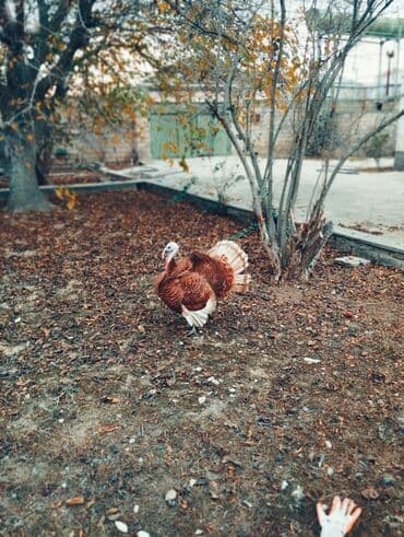 Erkək, Kanada, Damazlıq lalafo.az -da Erkək, Kanada, Damazlıq