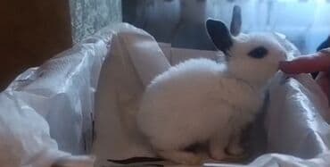 Karlik gözləri sürməli dovşan satılır. Böyümür. Evdə saxlanılıb lalafo.az -da Karlik gözləri sürməli dovşan satılır. Böyümür. Evdə saxlanılıb