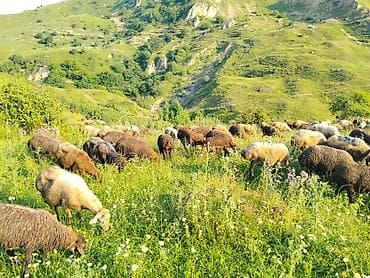 Qoyun sürüsü – dağ merası - Təsvir: Təbii dağ merasında otlayan at lalafo.az Qoyun sürüsü – dağ merası - Təsvir: Təbii dağ merasında otlayan