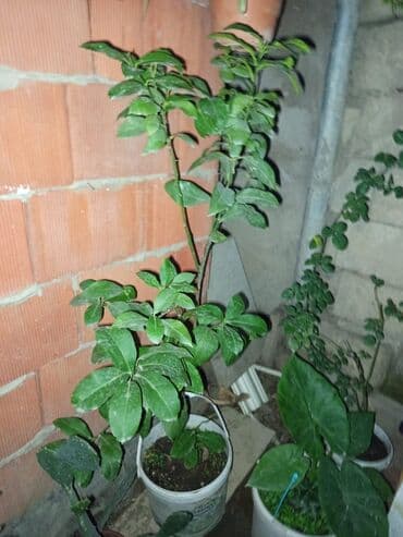 Уличные растения: Qapalı və açıq məkanlar üçün dibçək bitkiləri - Şəkildə gördüyünüz at lalafo.az — 1 Уличные растения: Qapalı və açıq məkanlar üçün dibçək bitkiləri - Şəkildə gördüyünüz — 1